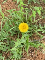 Taraxacum