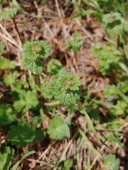 Lamium amplexicaule