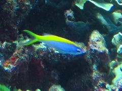 Mirolabrichthys evansi