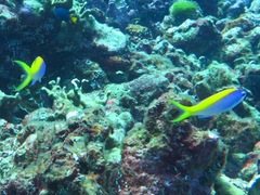 Mirolabrichthys evansi
