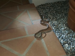 Trimorphodon lyrophanes