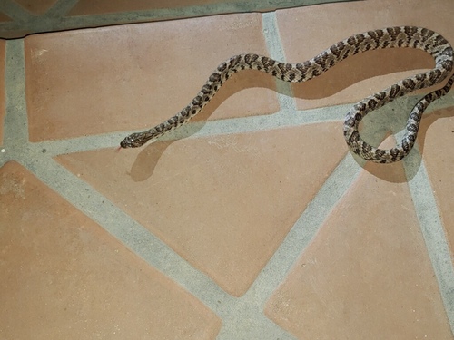 California Lyresnake