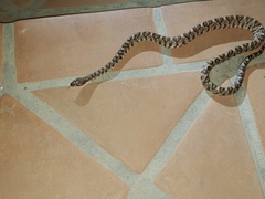 Trimorphodon lyrophanes