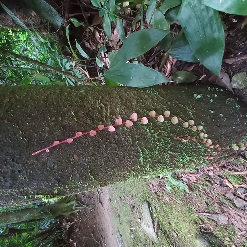 Marcgravia polyantha, photograph 4