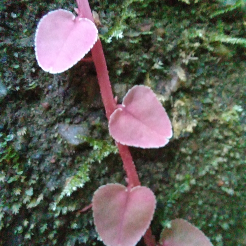 Marcgravia polyantha, photograph 5