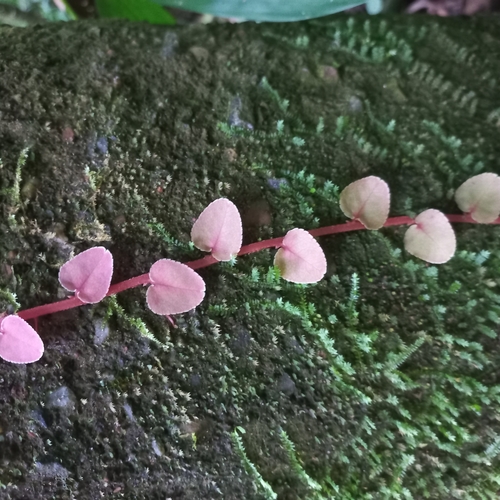 Marcgravia polyantha, photograph 6