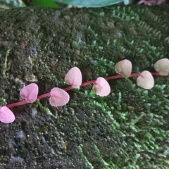 Marcgravia polyantha, photograph (c) Patrícia Mees, some rights reserved (CC BY)