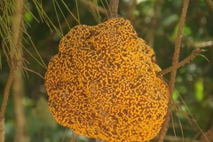 Cronartium conigenum