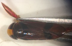 Hesperocorixa brimleyi