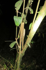 Anolis wellbornae