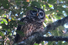 Strix fulvescens
