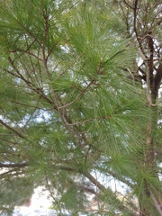 Pinus strobus