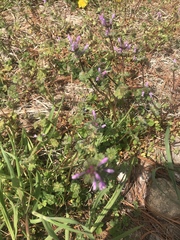 Lamium amplexicaule