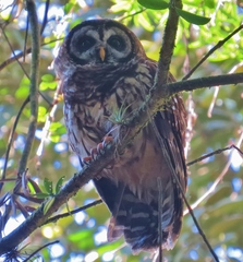 Strix fulvescens