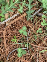 Trifolium repens