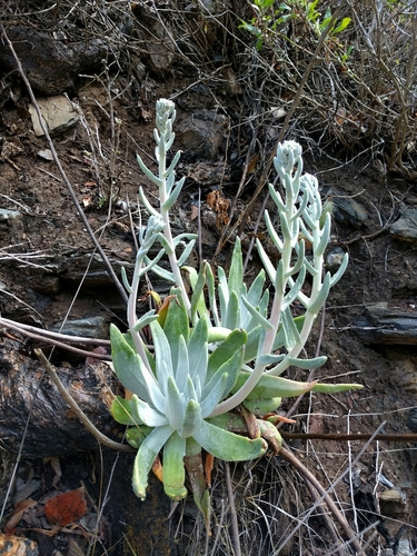 Dudleya virens ssp. insularis