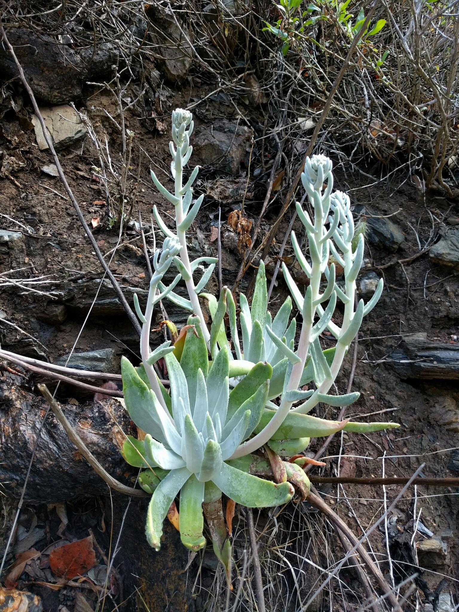 Dudleya virens ssp. insularis