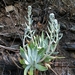 Island Green Dudleya - Photo (c) Vince Scheidt, some rights reserved (CC BY-NC), uploaded by Vince Scheidt