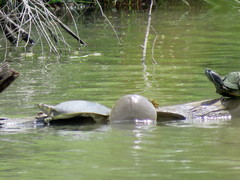 Apalone spinifera guadalupensis