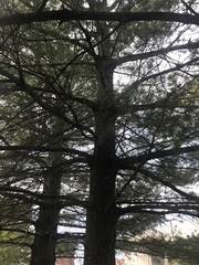 Pinus