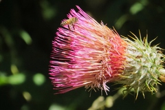 Cirsium subcoriaceum