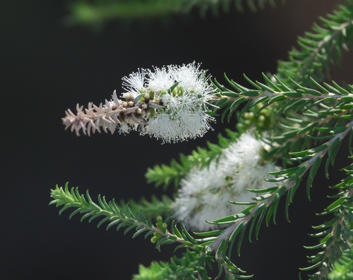 Melaleuca viminea