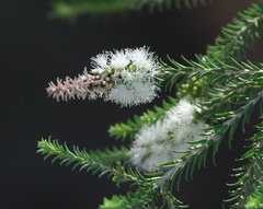 Melaleuca viminea