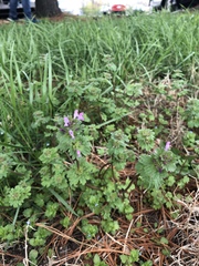 Lamium amplexicaule