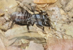 Stenopelmatus