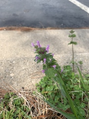 Lamium amplexicaule