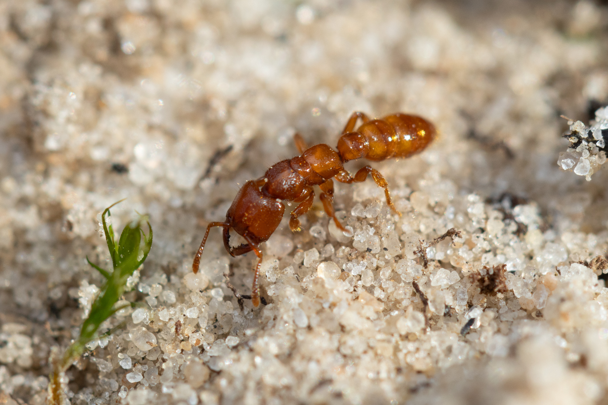 Amblyopone clarki