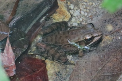 Lithobates maculatus