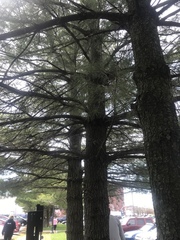 Pinus