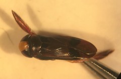 Hesperocorixa brimleyi