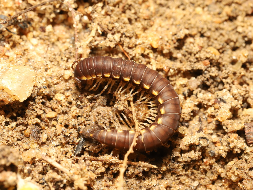 Pyragrogonus