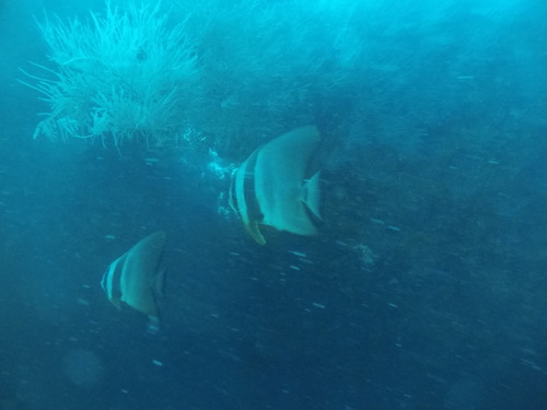 Longfin Batfish — seen at this dive site