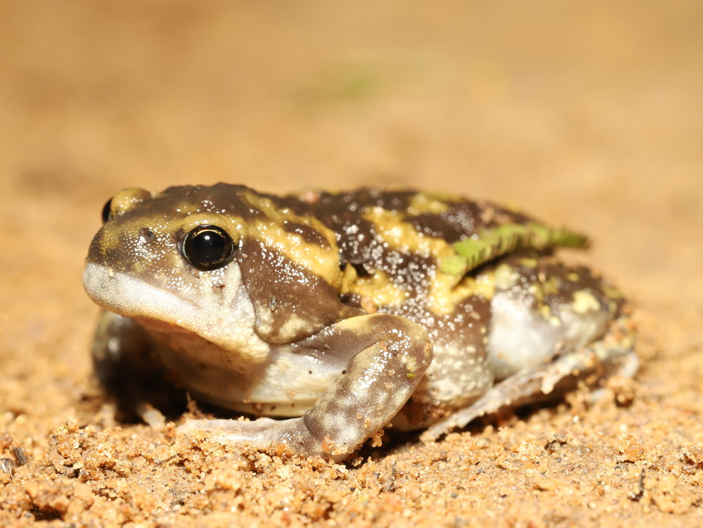 Marbled balloon frog (Amphibians of Kerala) · iNaturalist