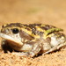 Marbled Balloon Frog - Photo (c) spacegecko, some rights reserved (CC BY), uploaded by spacegecko