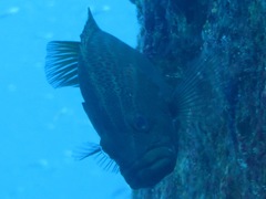 Anyperodon leucogrammicus