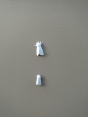 Spilosoma vestalis