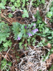 Lamium amplexicaule