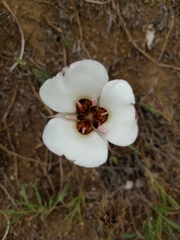 Calochortus catalinae