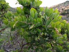 Arctostaphylos catalinae