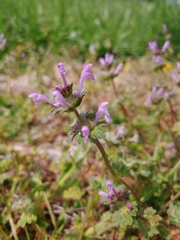 Lamium amplexicaule