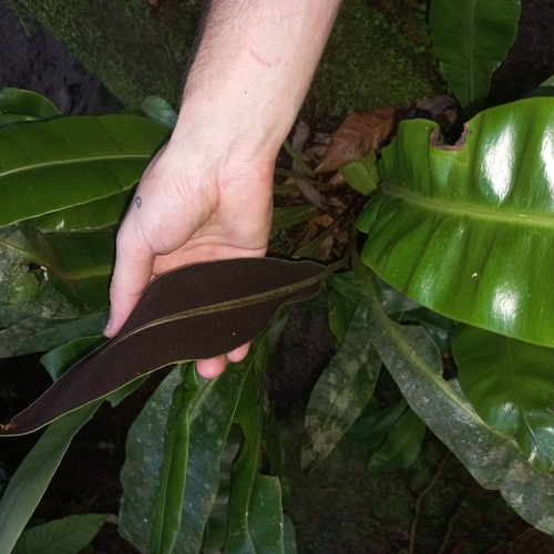 Elaphoglossum luridum