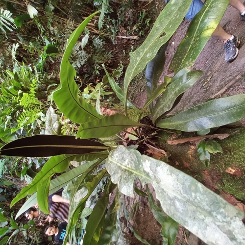 Elaphoglossum luridum, photograph 1
