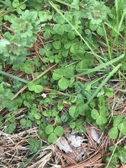 Trifolium repens