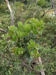 Arctostaphylos catalinae
