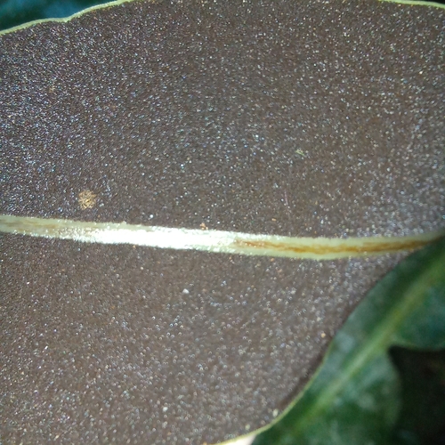 Elaphoglossum luridum, photograph 2
