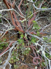 Arctostaphylos catalinae